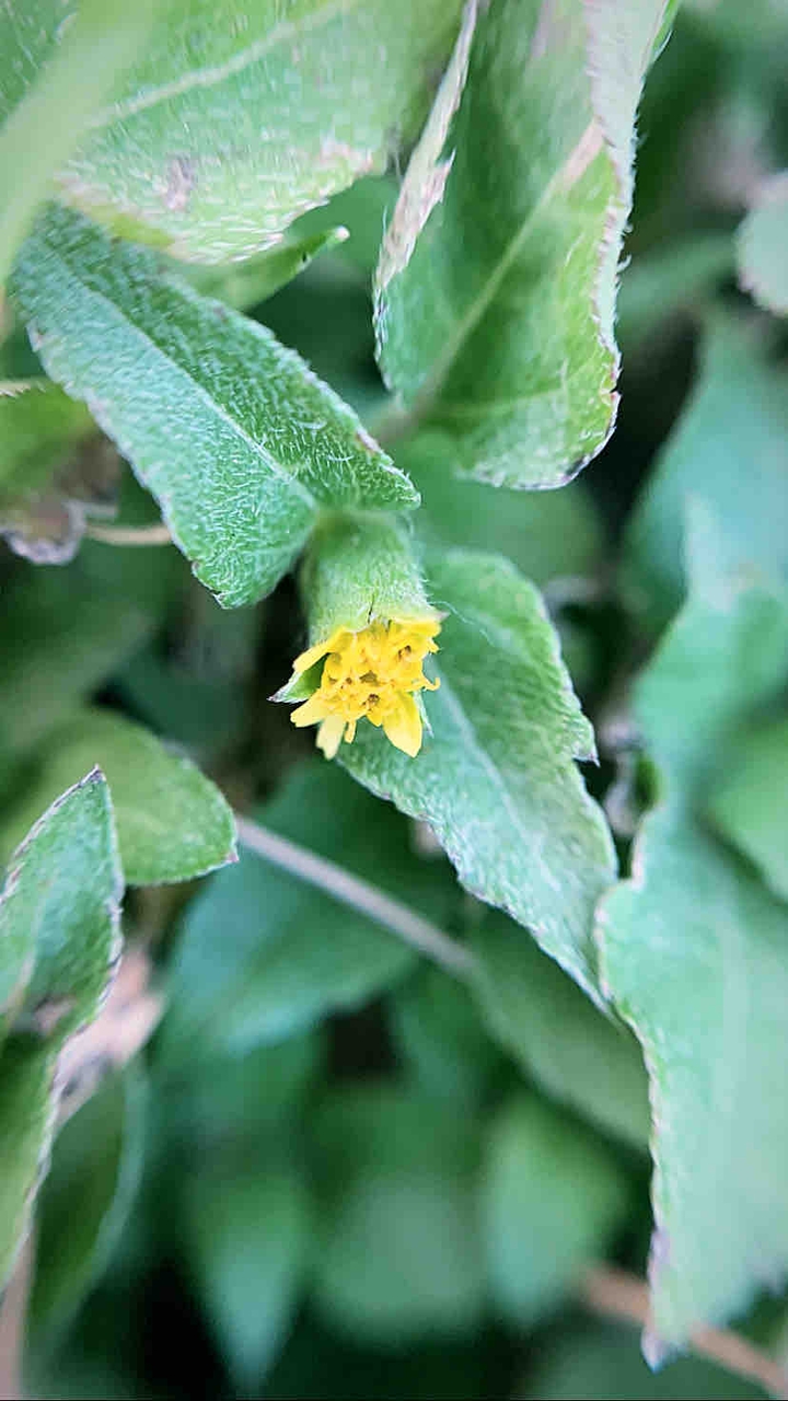 #flower #yellow #green #macro #macrophotography