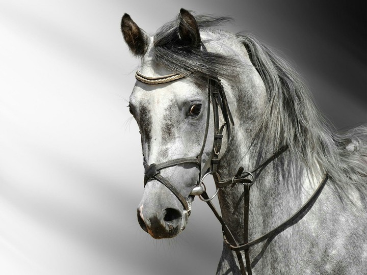 horse