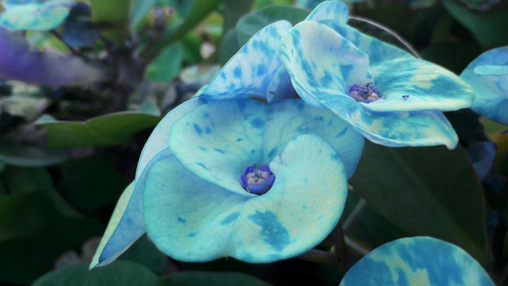 flower