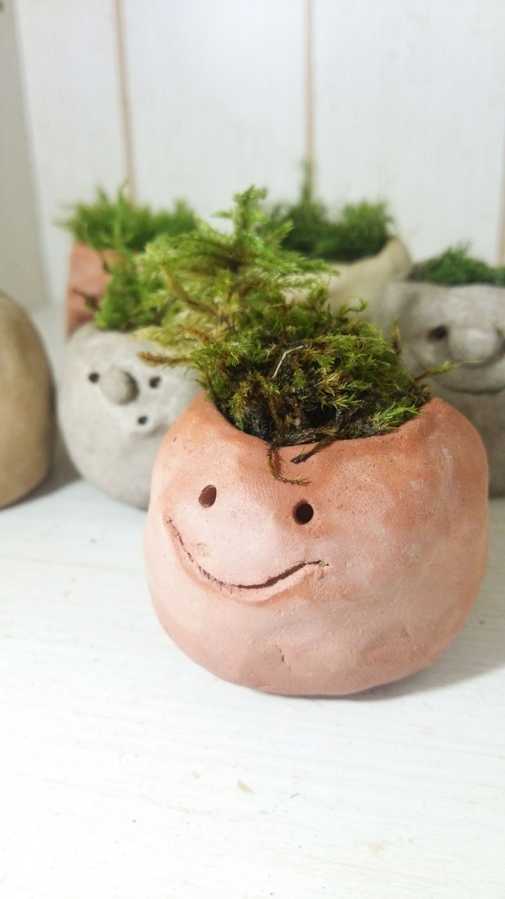 苔坊や