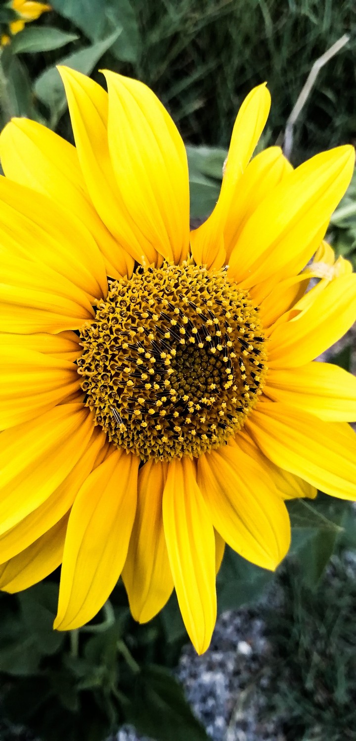 Sun Flower.