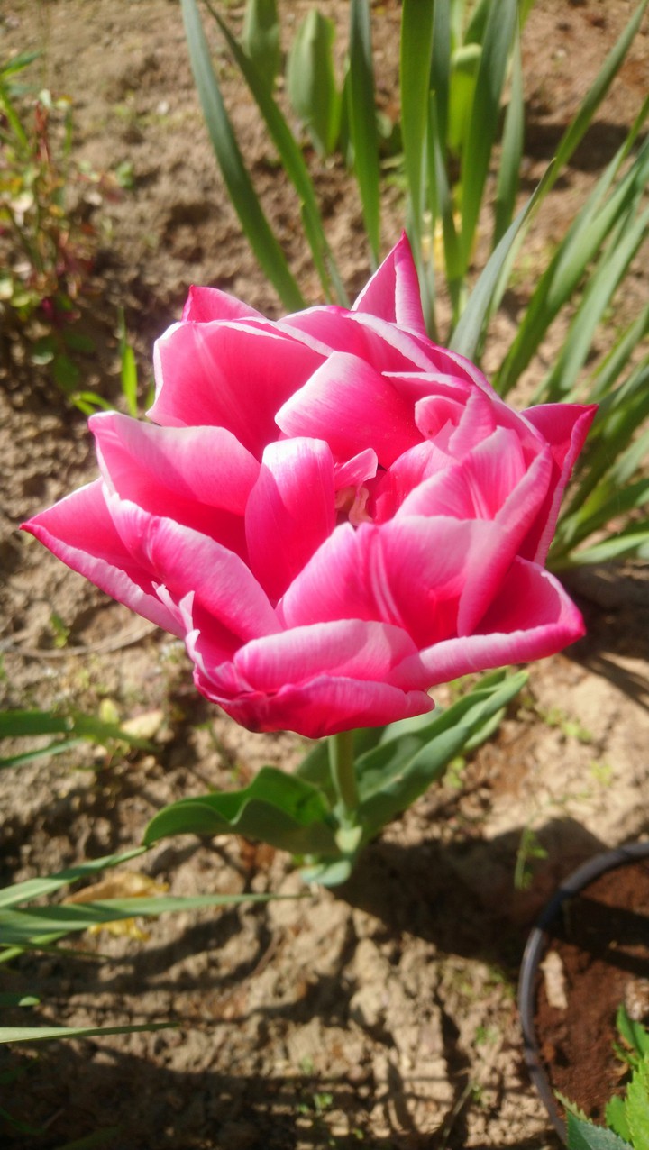 Blume