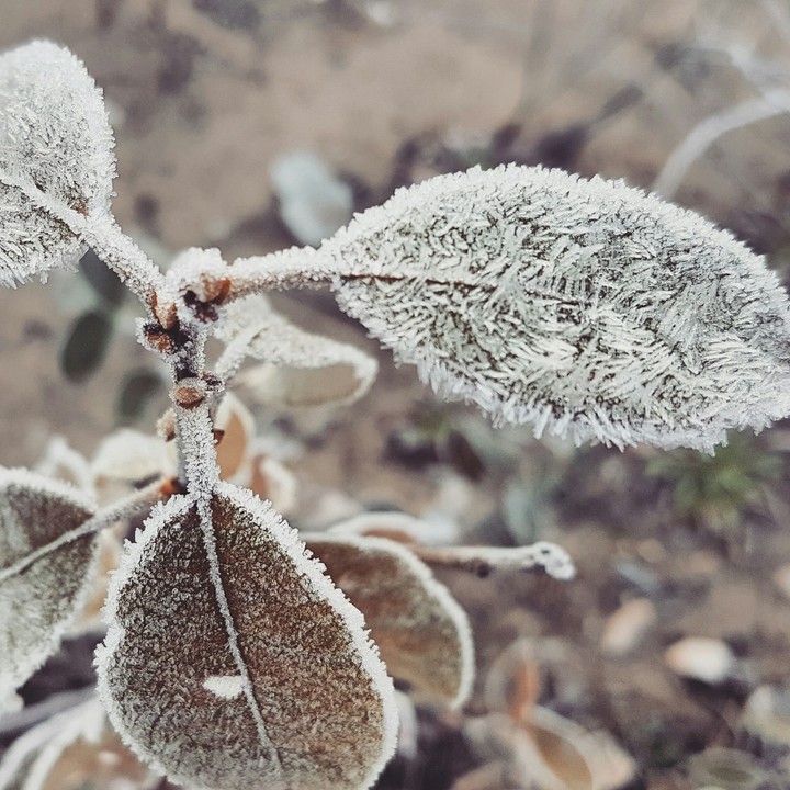 Frost