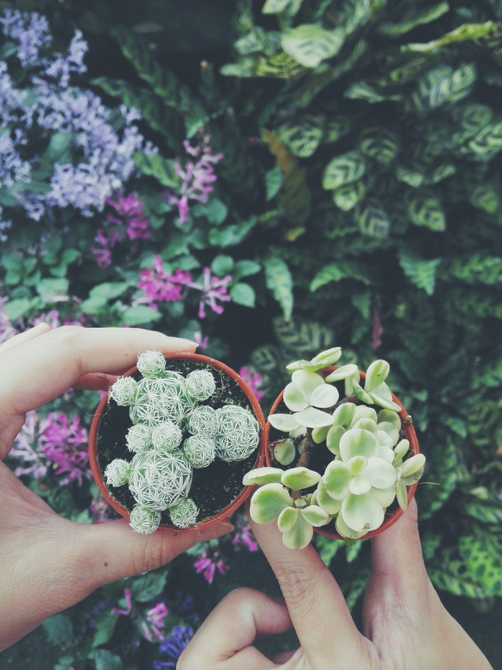 Little CACTUS