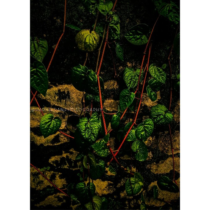 ||| •Creepers• |||
