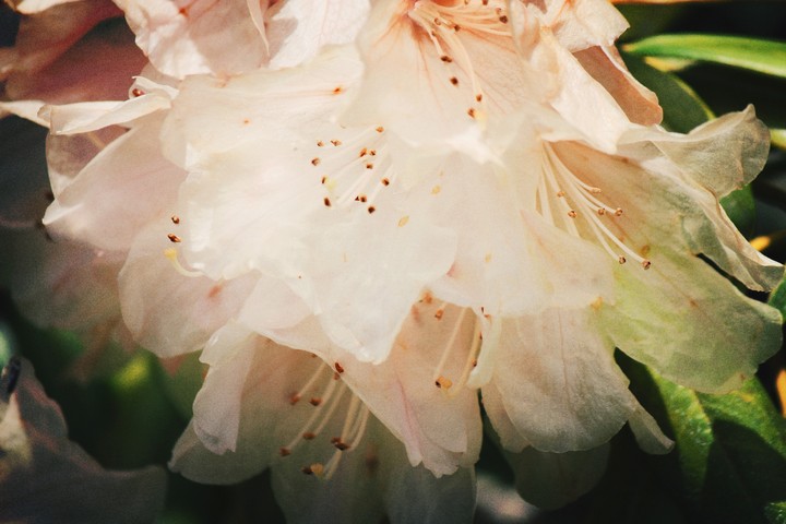 unknown flower 2