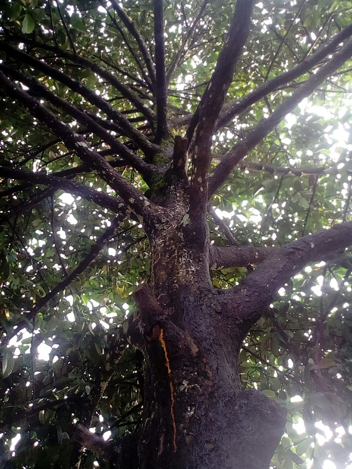 mangosteen tree