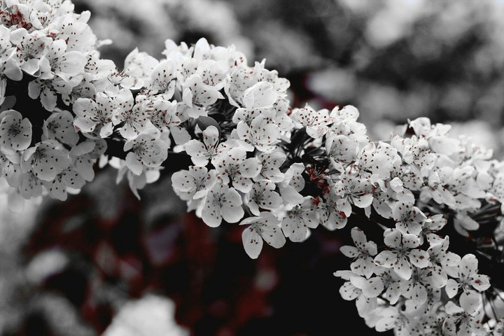 the beautiful flowers for you❤?