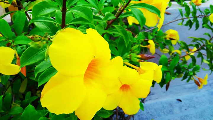 Yellow Flower
