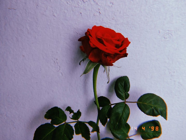 Red Rose
