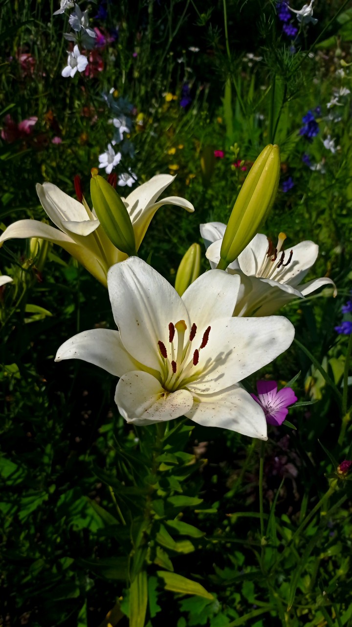 white lilies