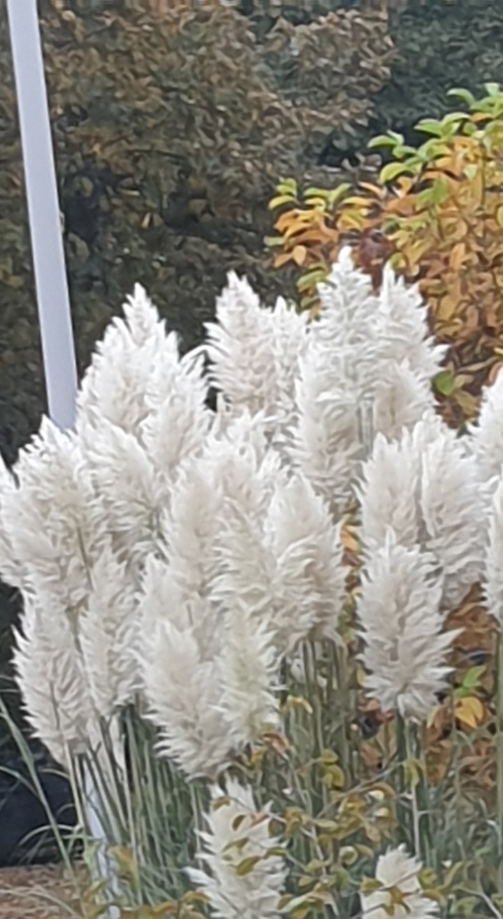 Pampasstrauch in voller Blüte