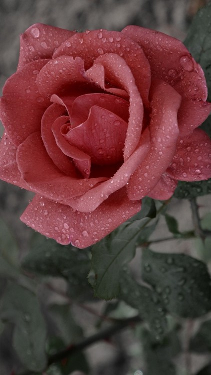 Wet Roses