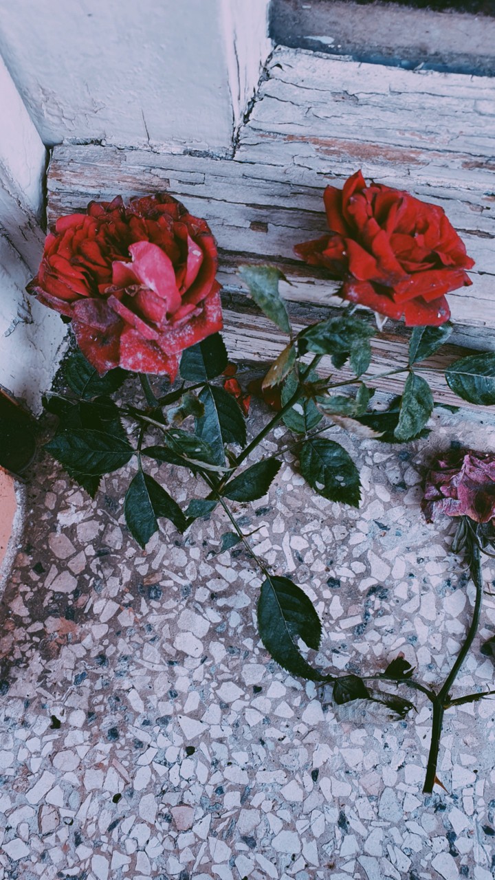 rose