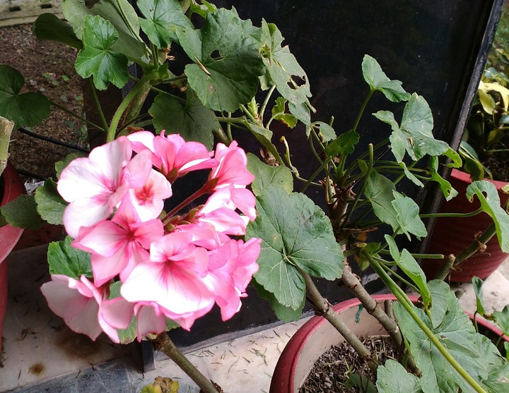 flowers