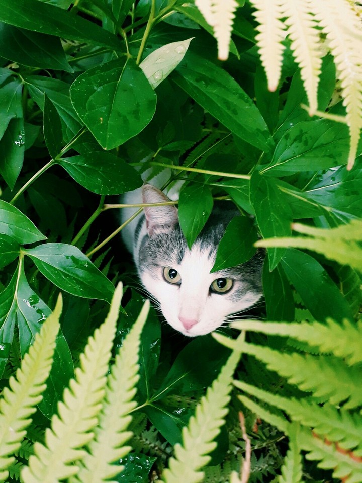 Kitty