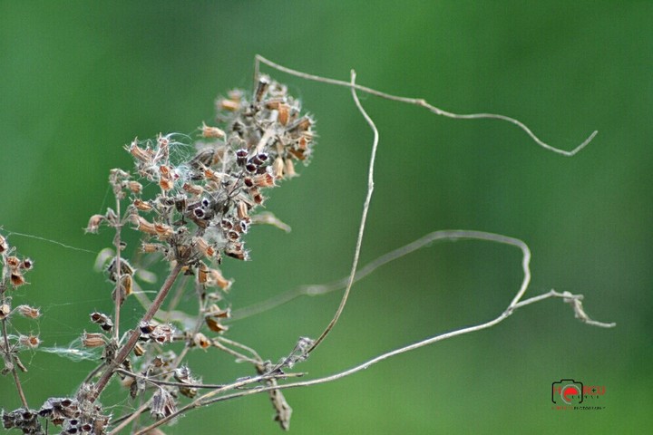 wildgrass