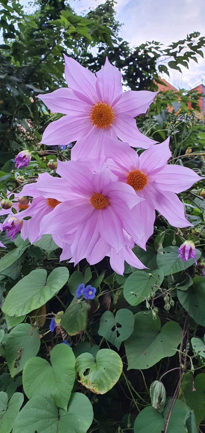 wild dahlia