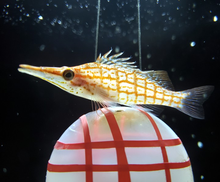 スケルトン魚