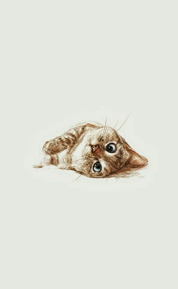 Cat wallpaper