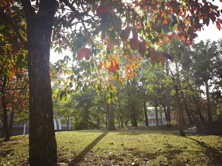 trees