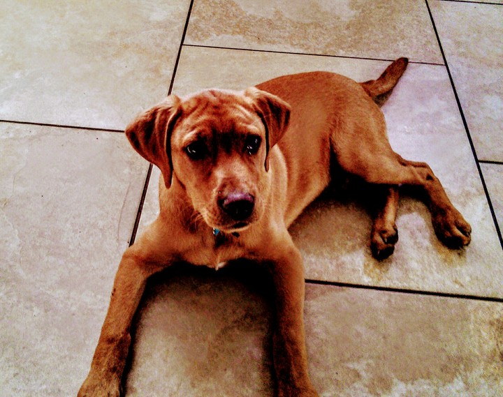 dog floor puppy