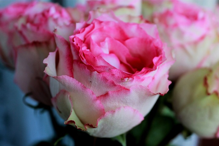 roses