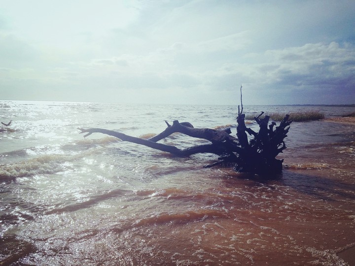 driftwood