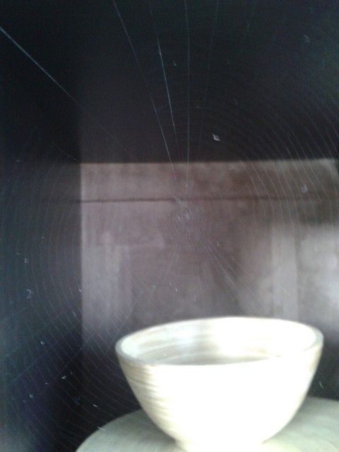 spinnennetz