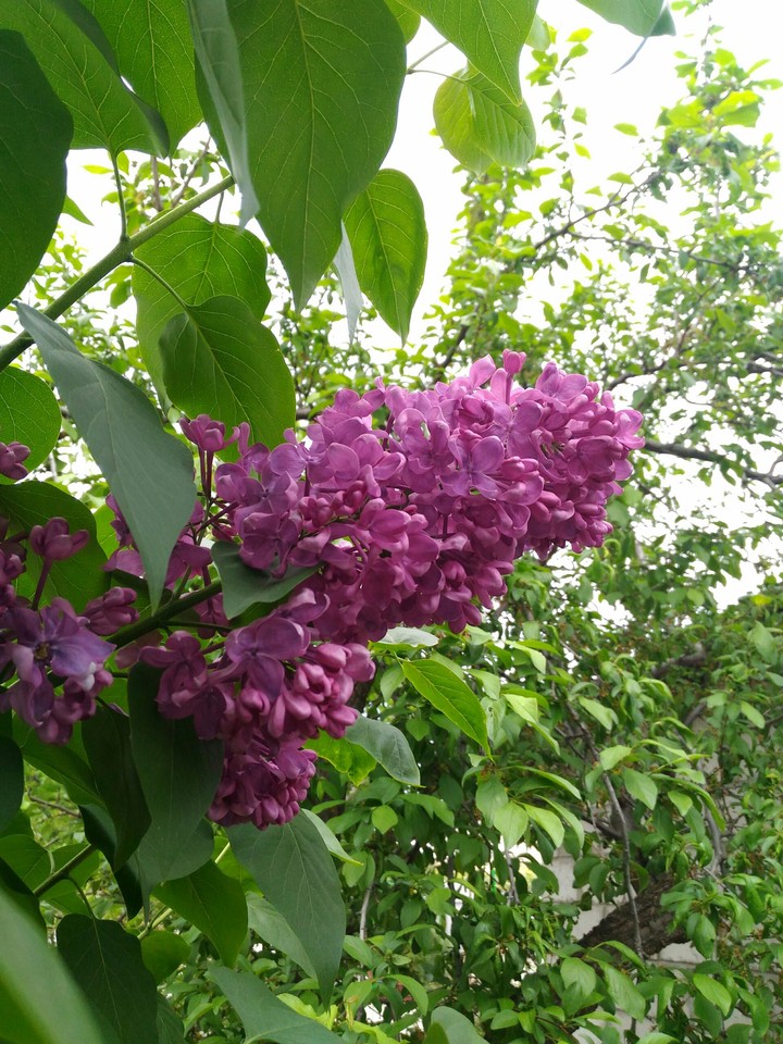 Lilac