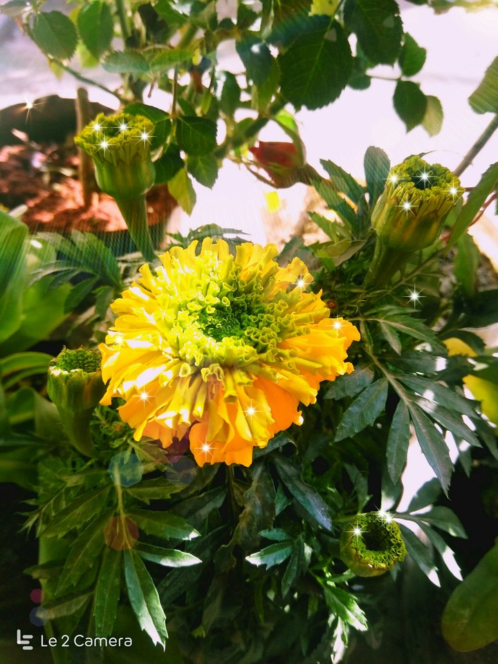yellow fellow