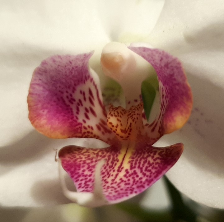 Orquidea