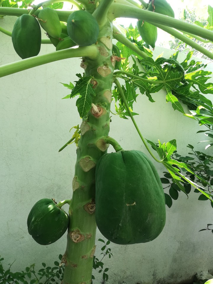 fruit