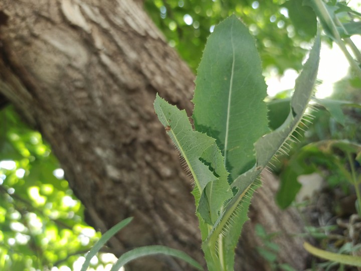 #nature