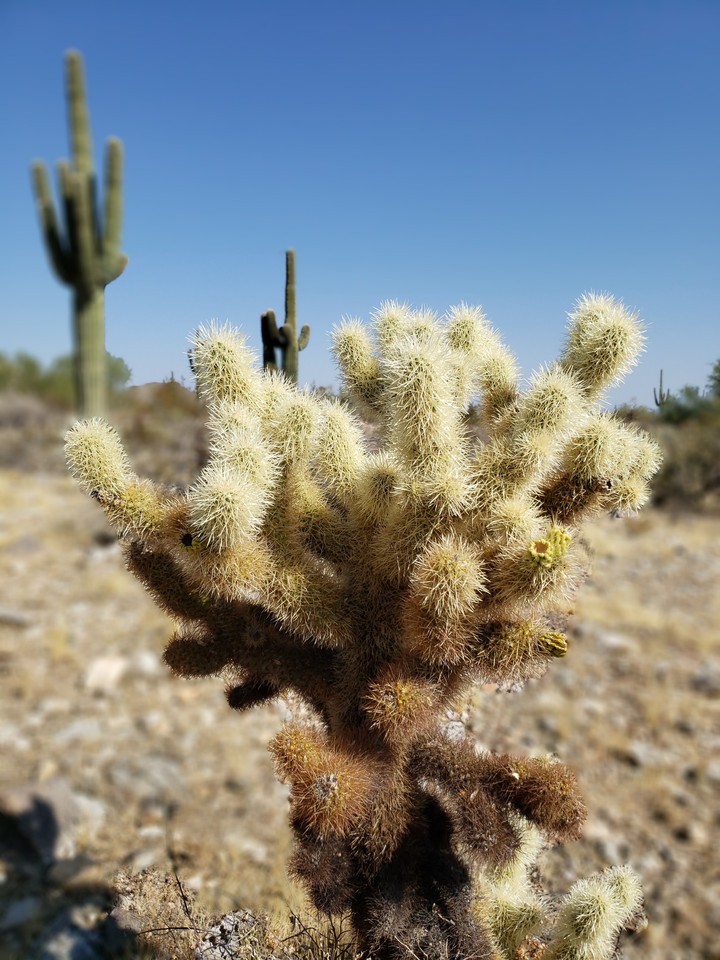 Dessert Plant