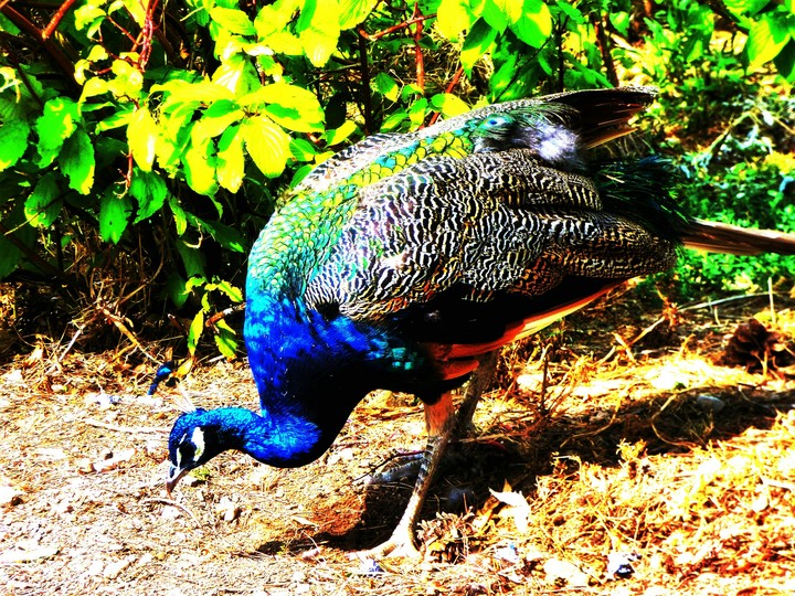 pavo real
