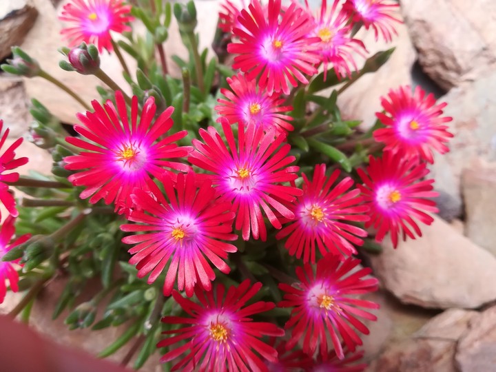 red lovely