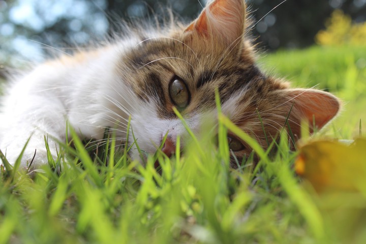 Cat