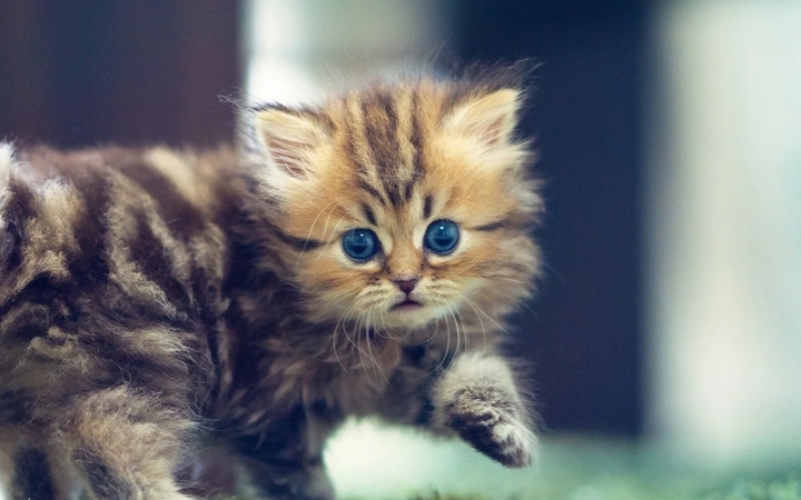 kitty