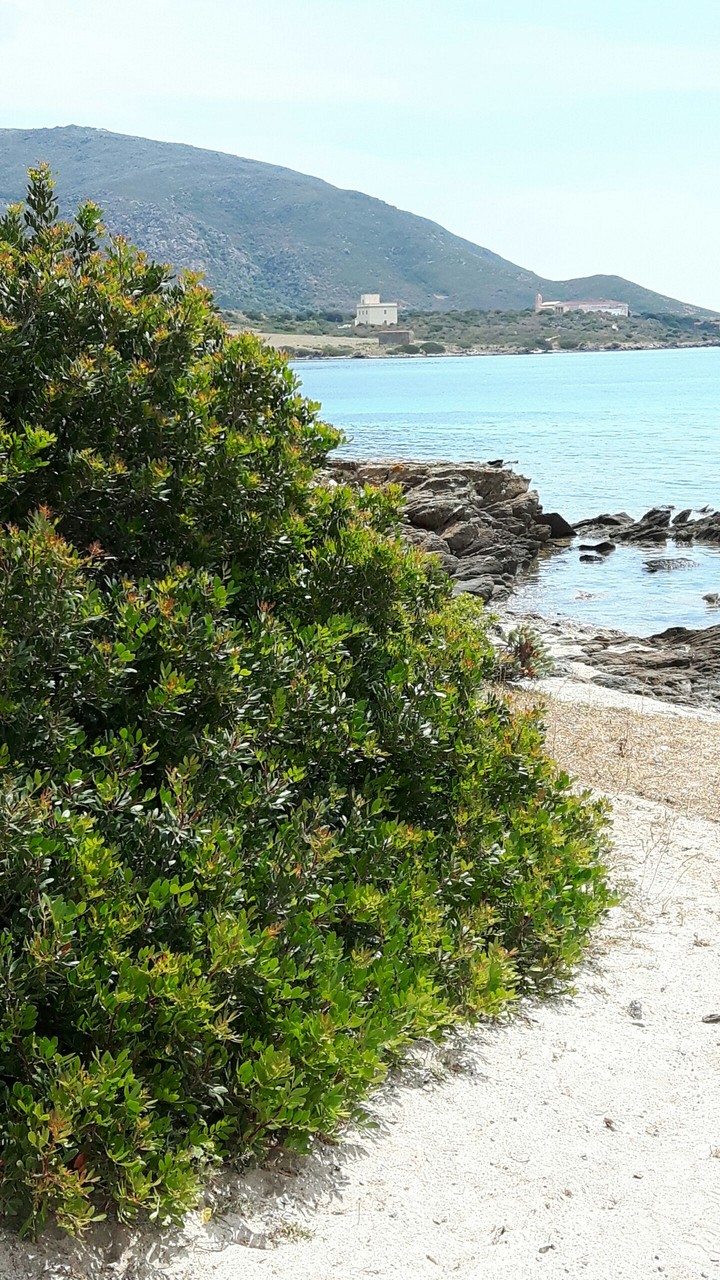 Asinara.