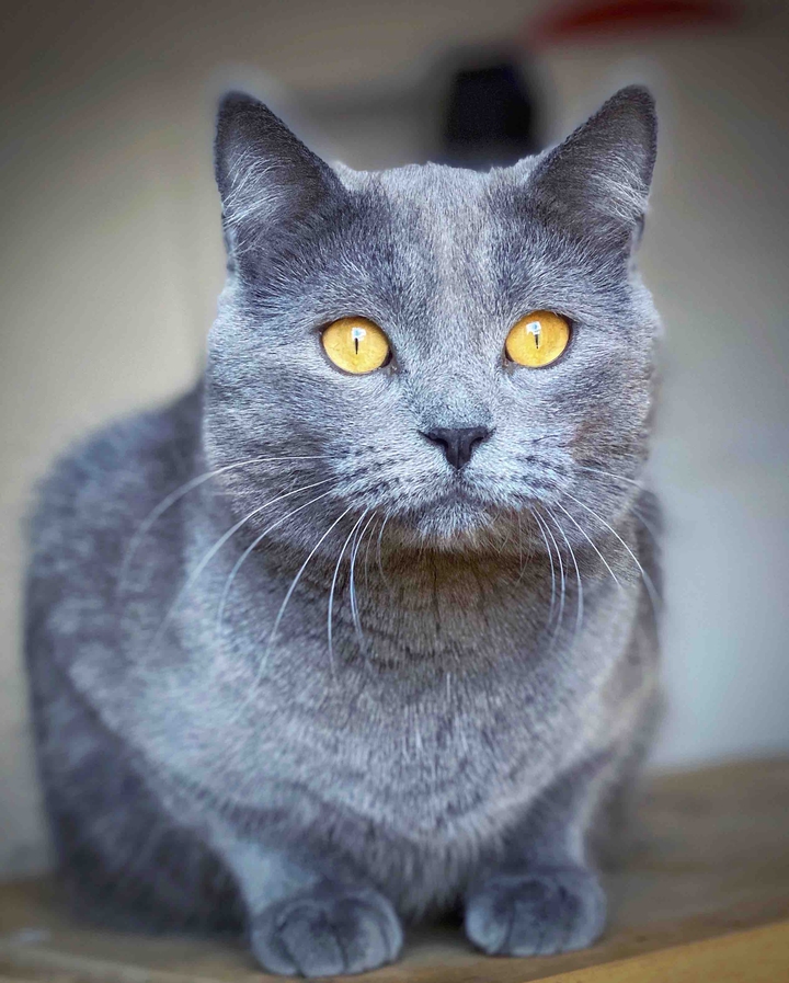 Kasimir