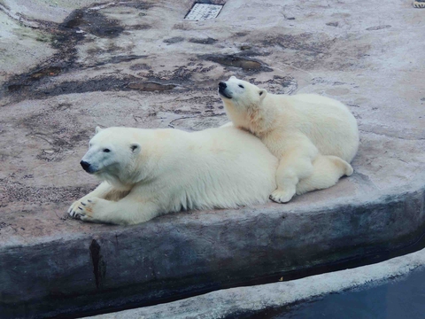 Cute bears