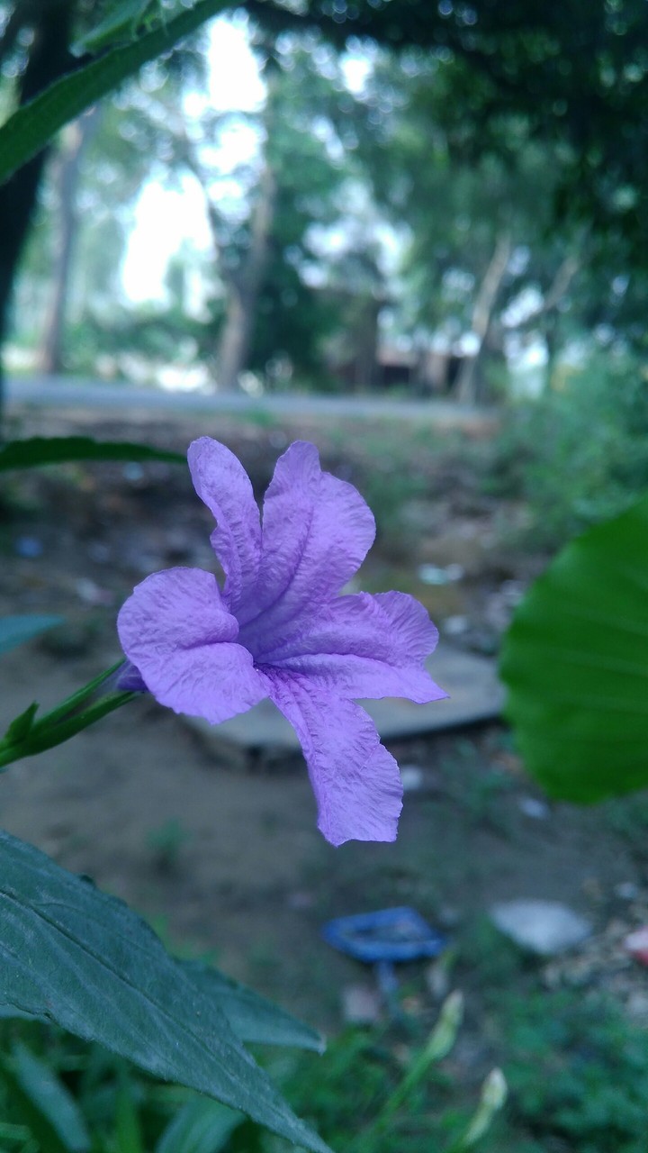 flower