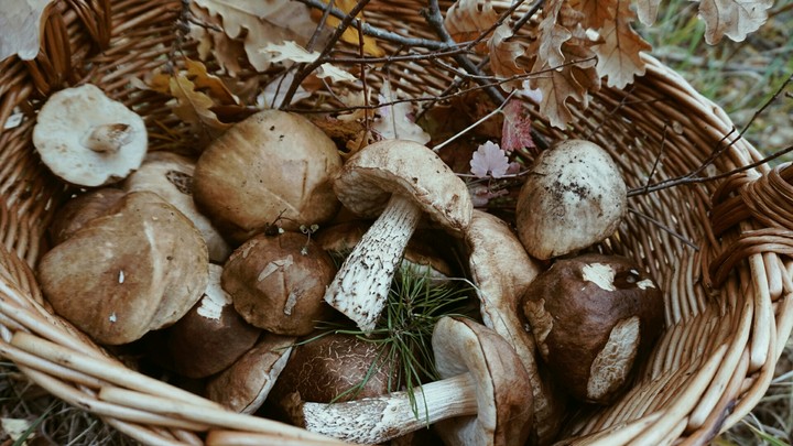 Birch Boletus