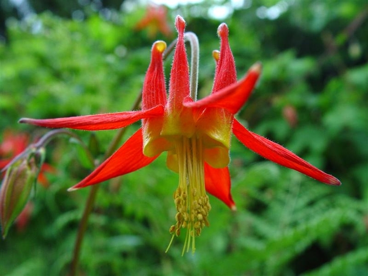 Red Flower