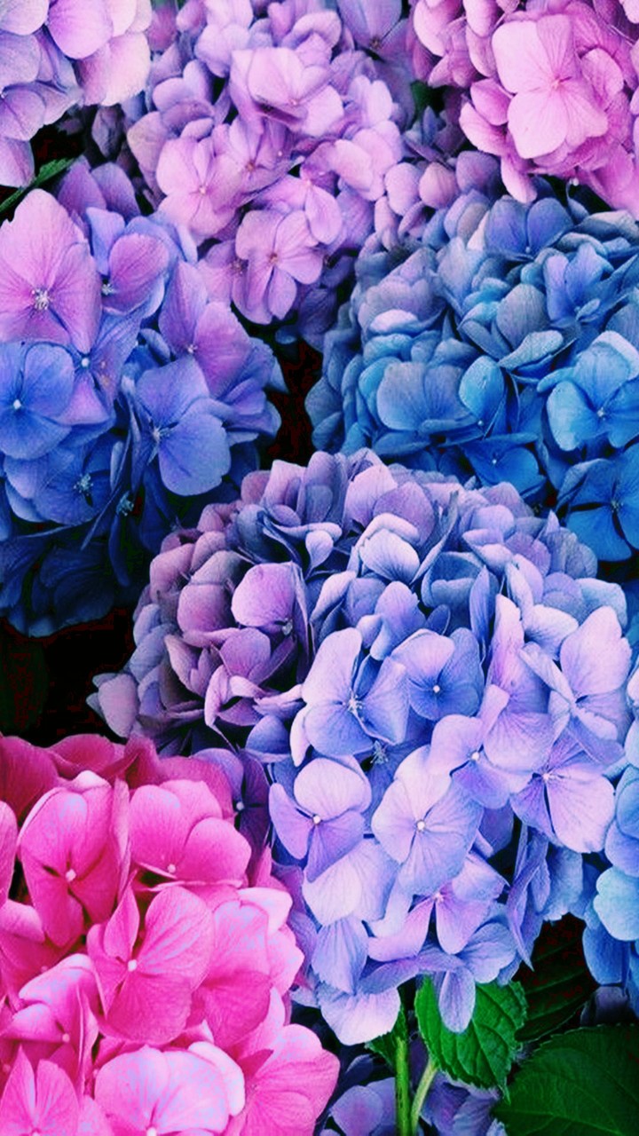 Spring Flowers