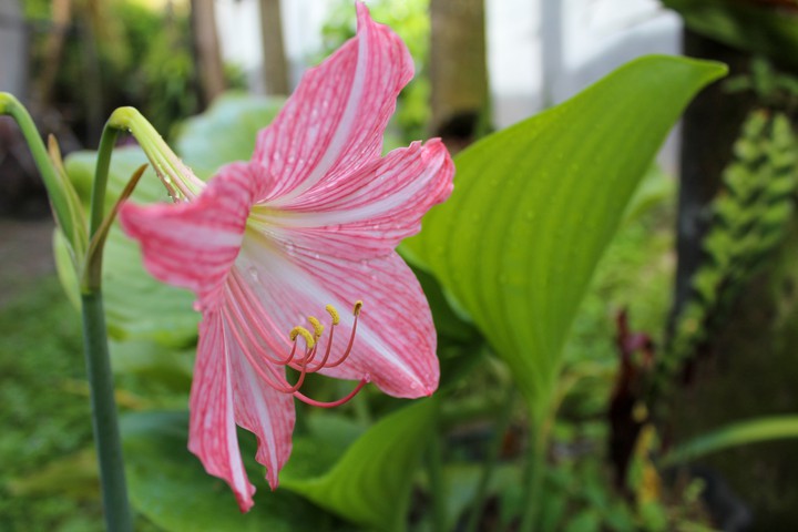 everyone like a flower.