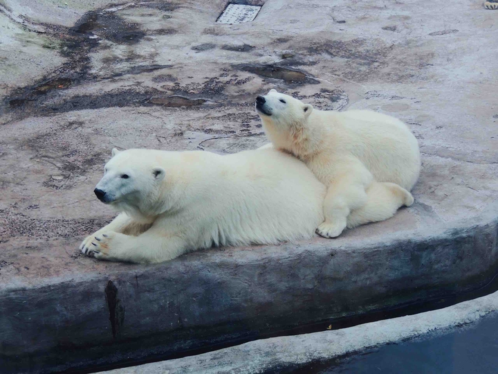Cute bears