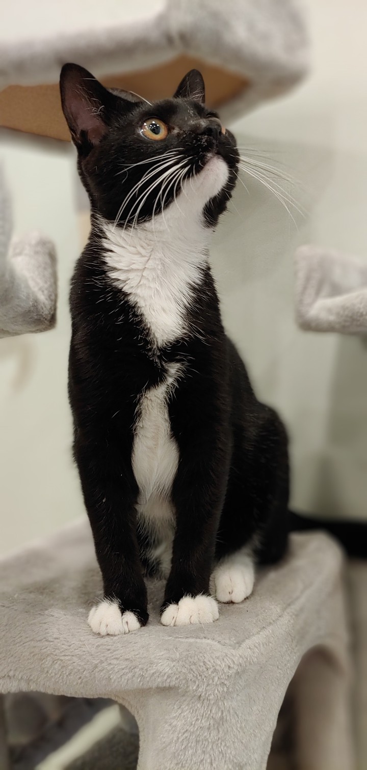 귀여운 고양이