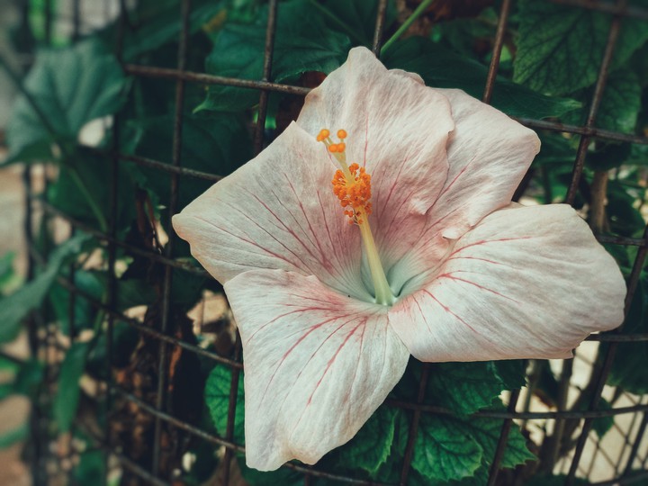 india flower